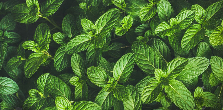 close up of peppermint growing in a garder