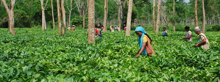 Tea pickers working in tea garden