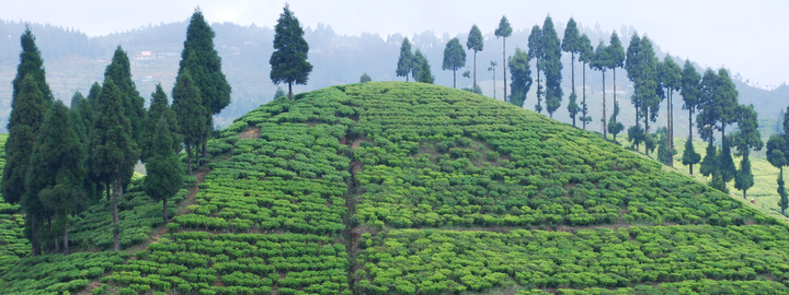 Organic Darjeeling Tea farm