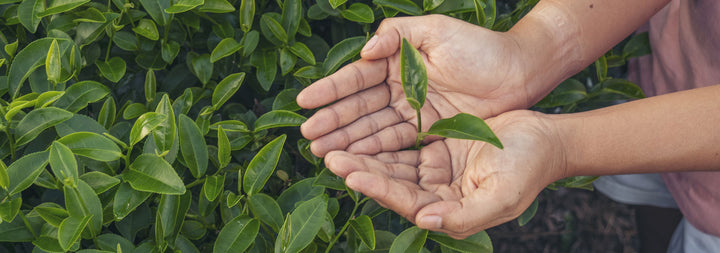 Person holding a tea leaf in a tea garden