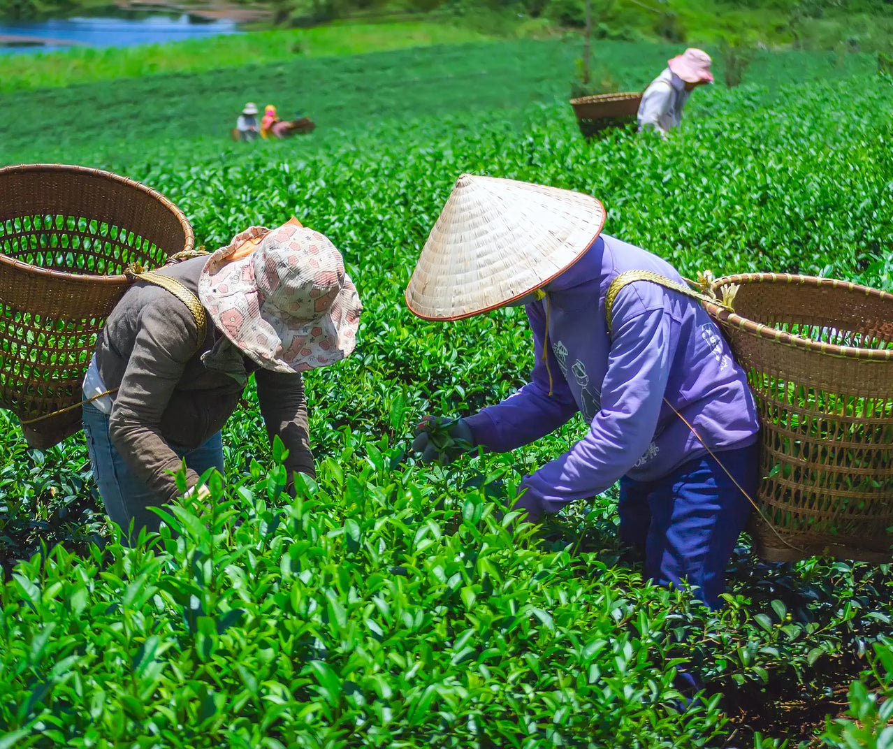 People working in a tea field with traditional hats and baskets.