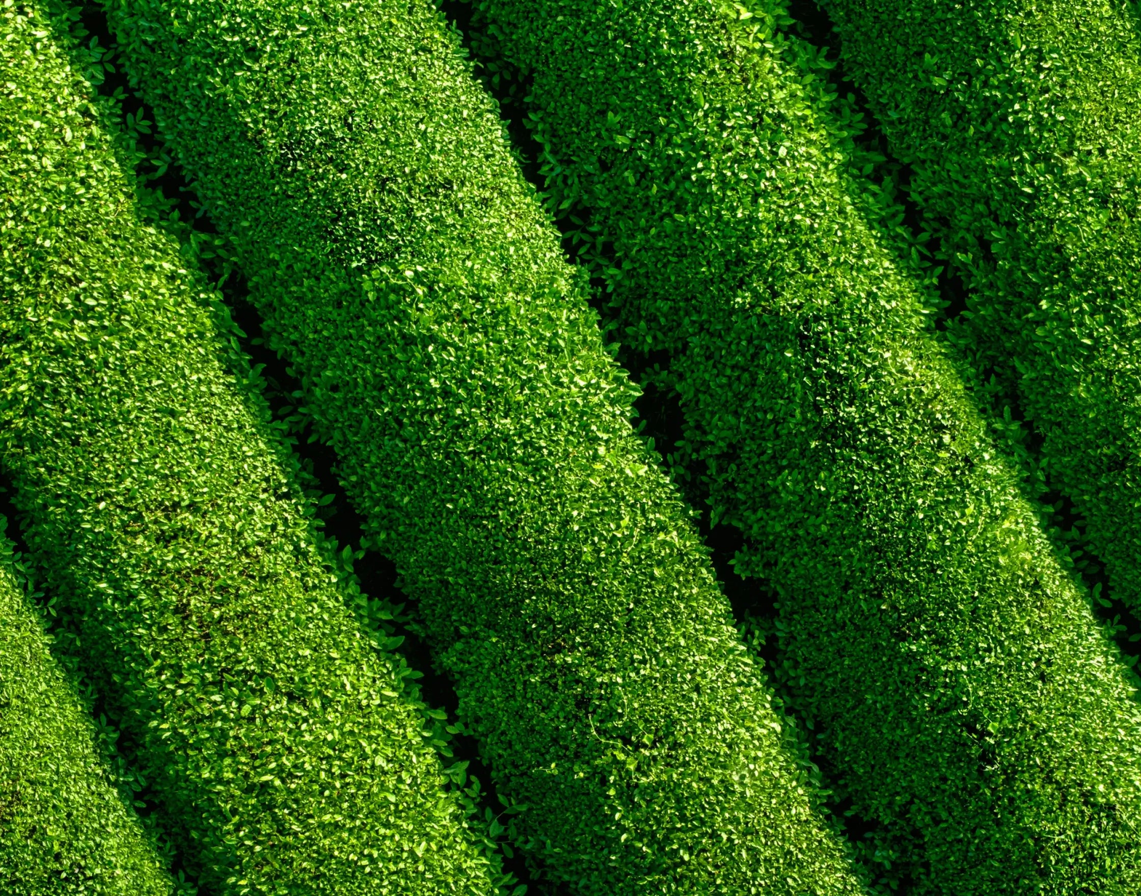 Close-up of a green textured surface