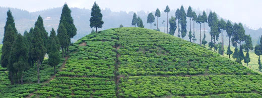 Organic Darjeeling Tea: A distinctive black tea