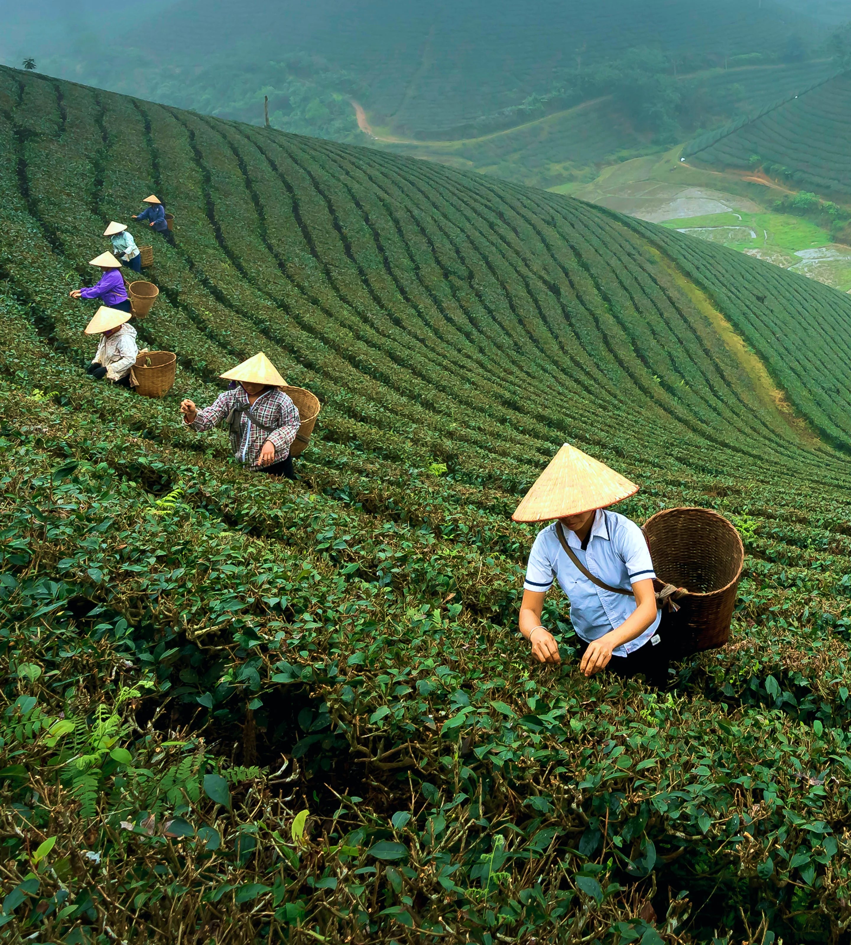 Workers in conical hats tending to tea plants on a lush green hillside.