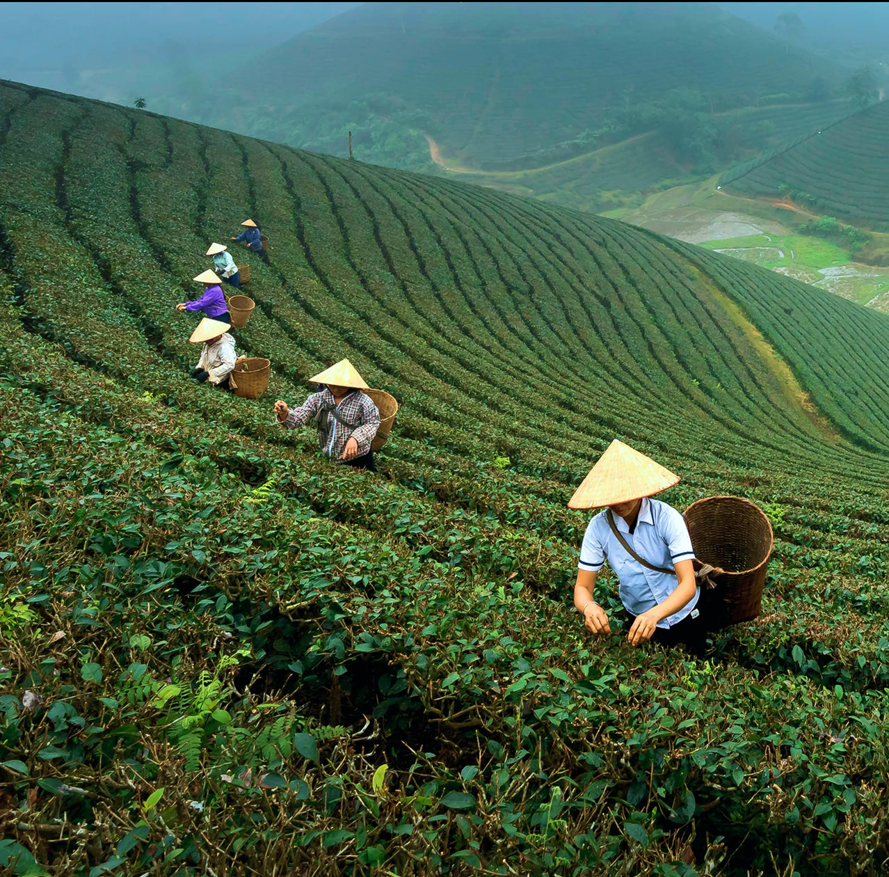 People working in a tea plantation with traditional hats on a hilly landscape.