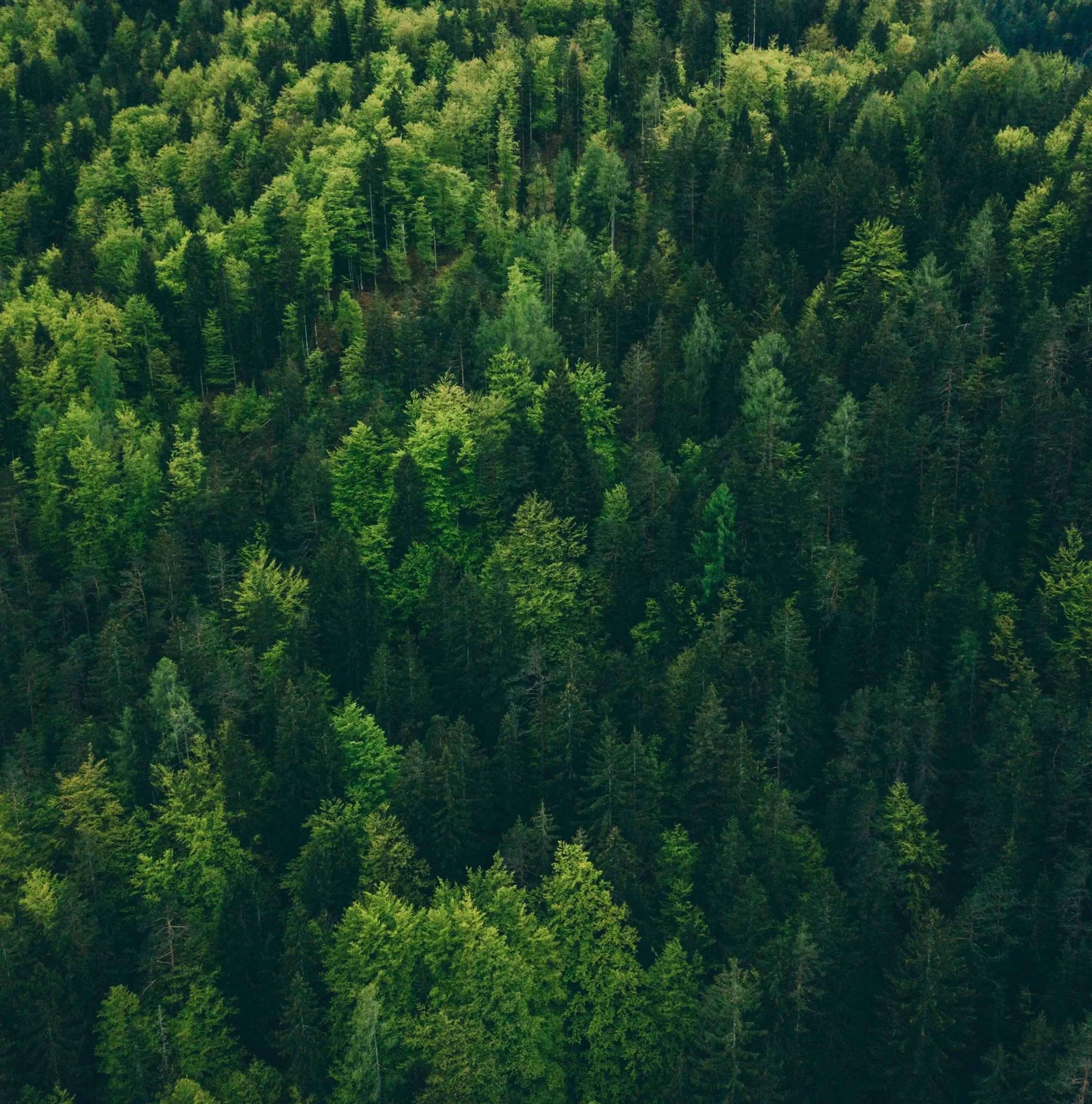 Aerial view of a dense forest with green trees