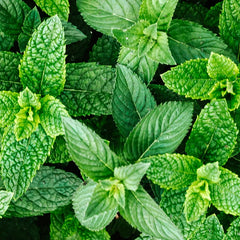 Close-up of green mint leaves
