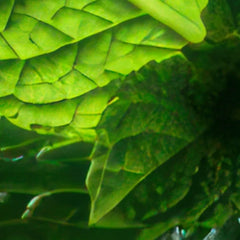Close-up of green leaves with a hand partially covering them