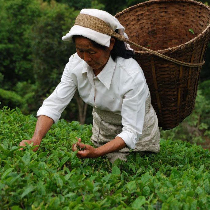 tea farmer picking tea